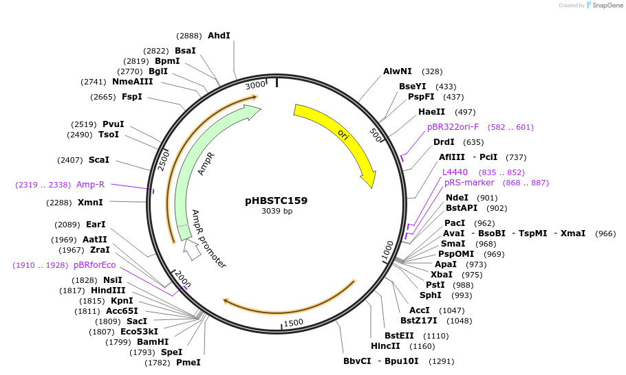 124353-plasmid-map-sequence-id-242353