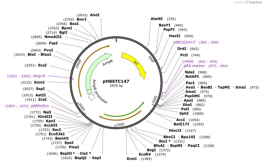124355-plasmid-map-sequence-id-242359