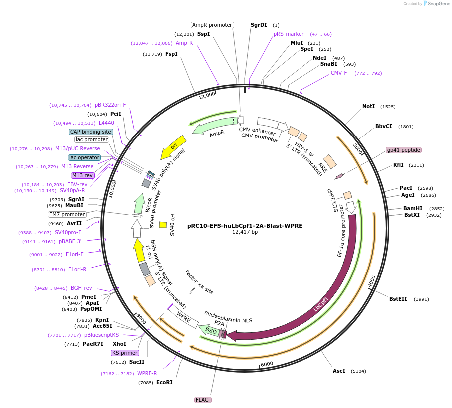 123359-plasmid-map-sequence-id-242363