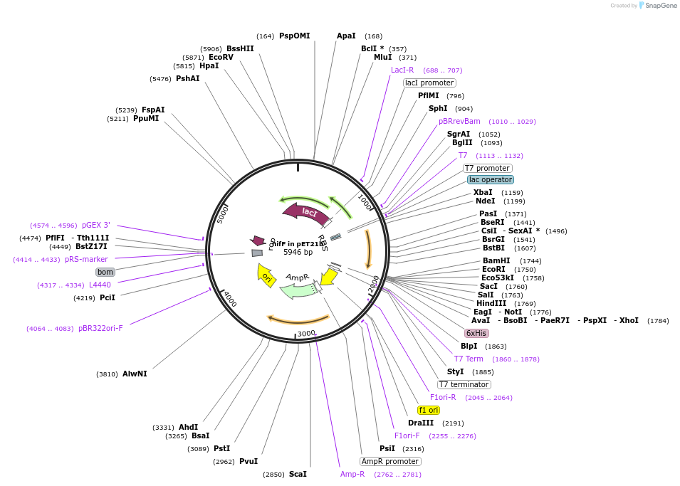 124520-plasmid-map-sequence-id-242393