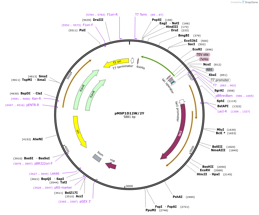 124275-plasmid-map-sequence-id-242402