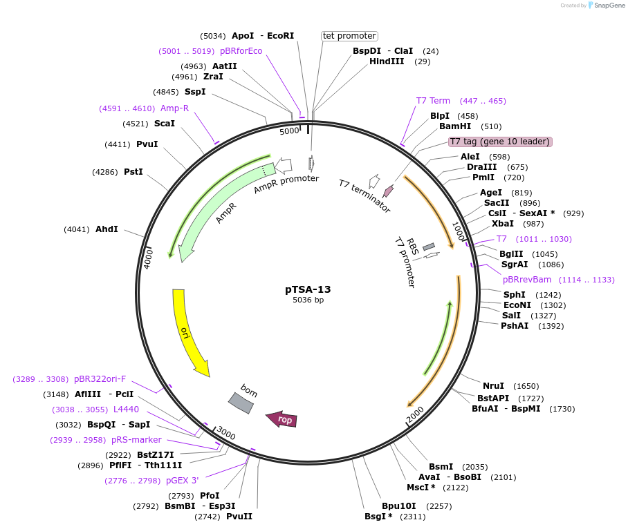 17327-plasmid-map-sequence-id-242416