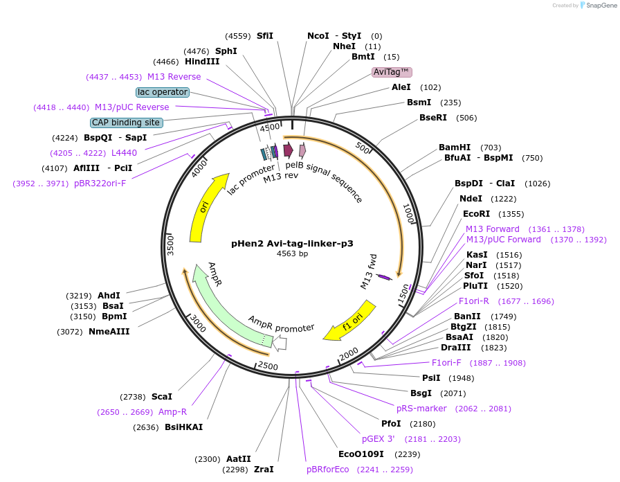 119819-plasmid-map-sequence-id-242421
