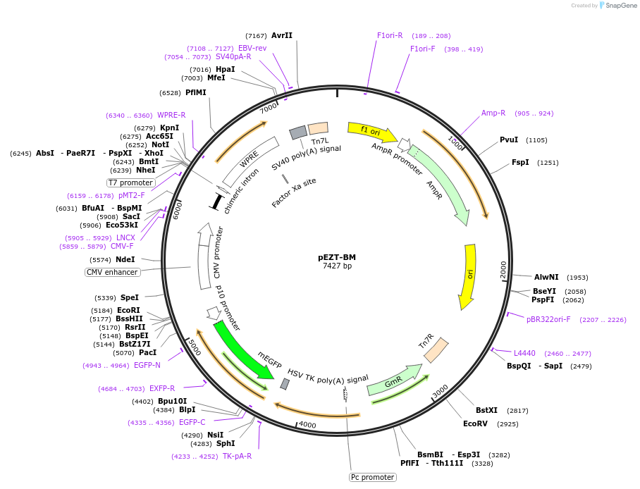 74099-plasmid-map-sequence-id-242438