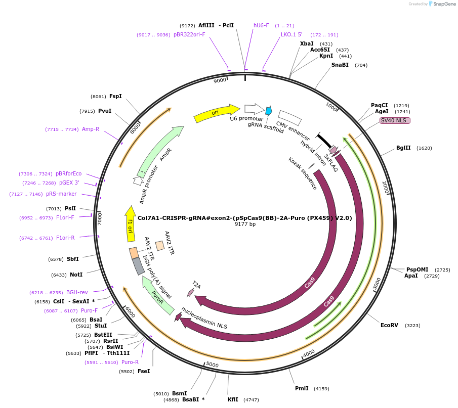 124286-plasmid-map-sequence-id-242447