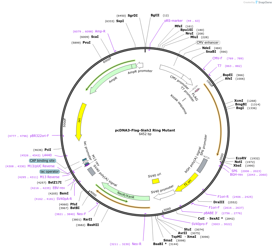 122042-plasmid-map-sequence-id-242454