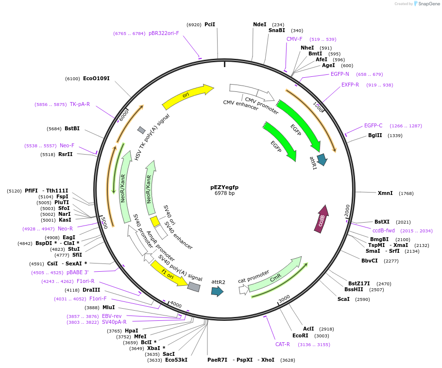 18671-plasmid-map-sequence-id-242456