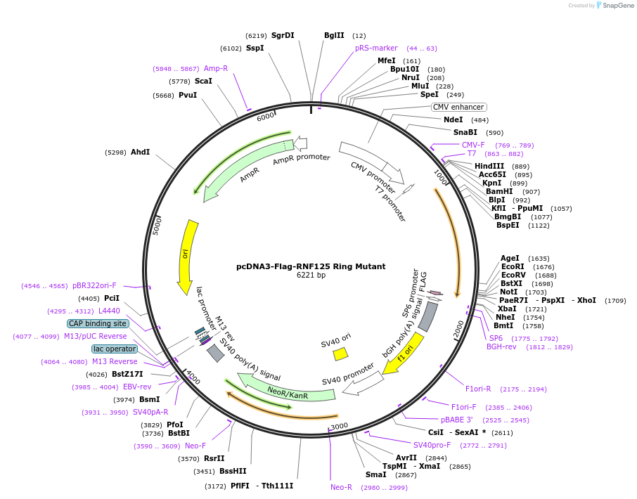 122046-plasmid-map-sequence-id-242459