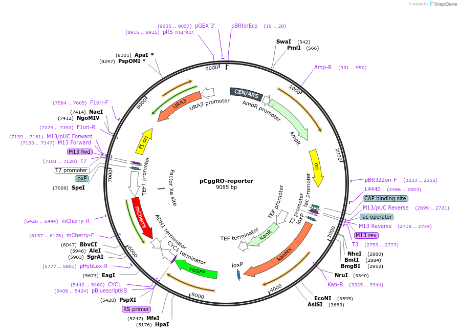 124582-plasmid-map-sequence-id-242463
