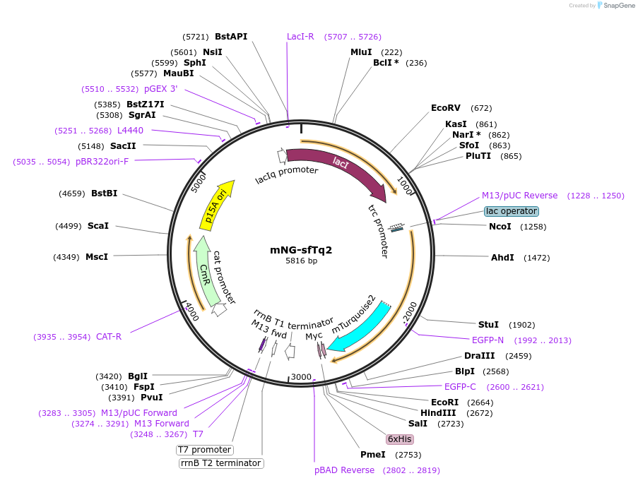 124218-plasmid-map-sequence-id-242466
