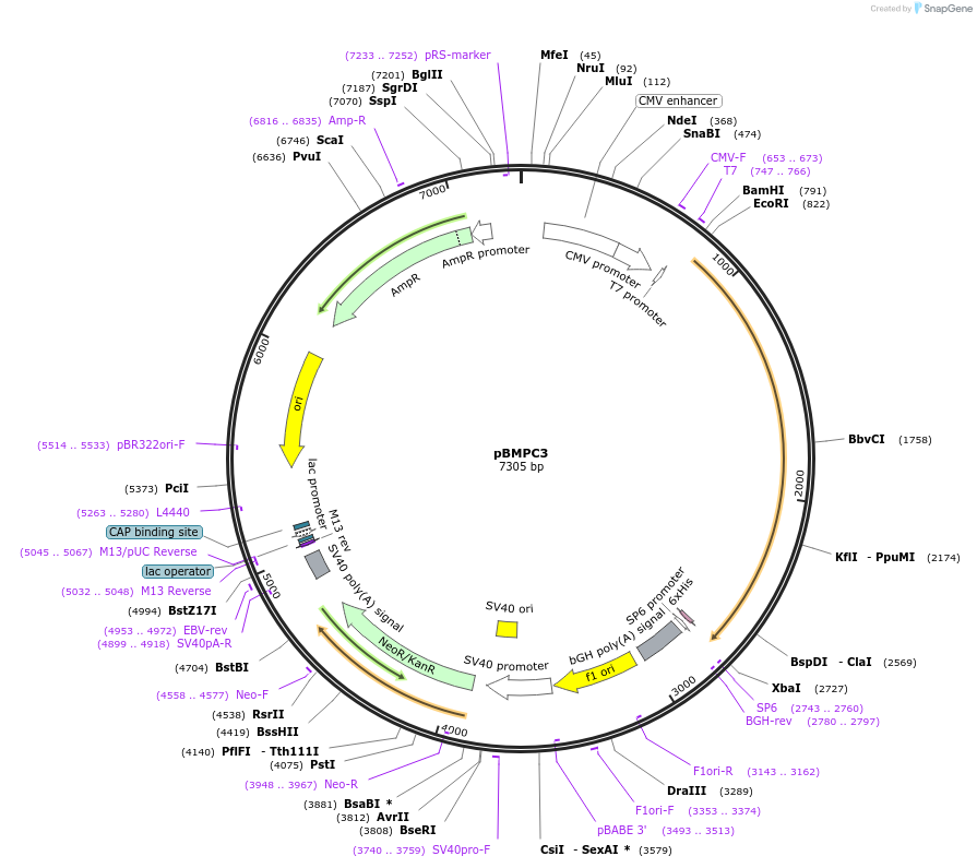 31367-plasmid-map-sequence-id-242477