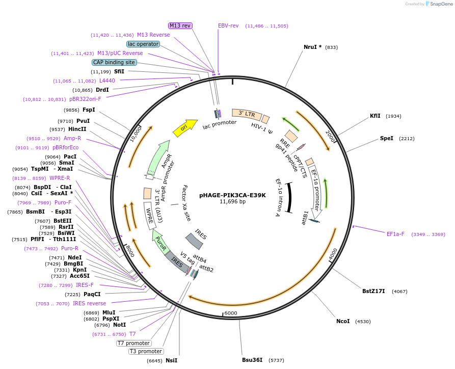 116472-plasmid-map-sequence-id-242485