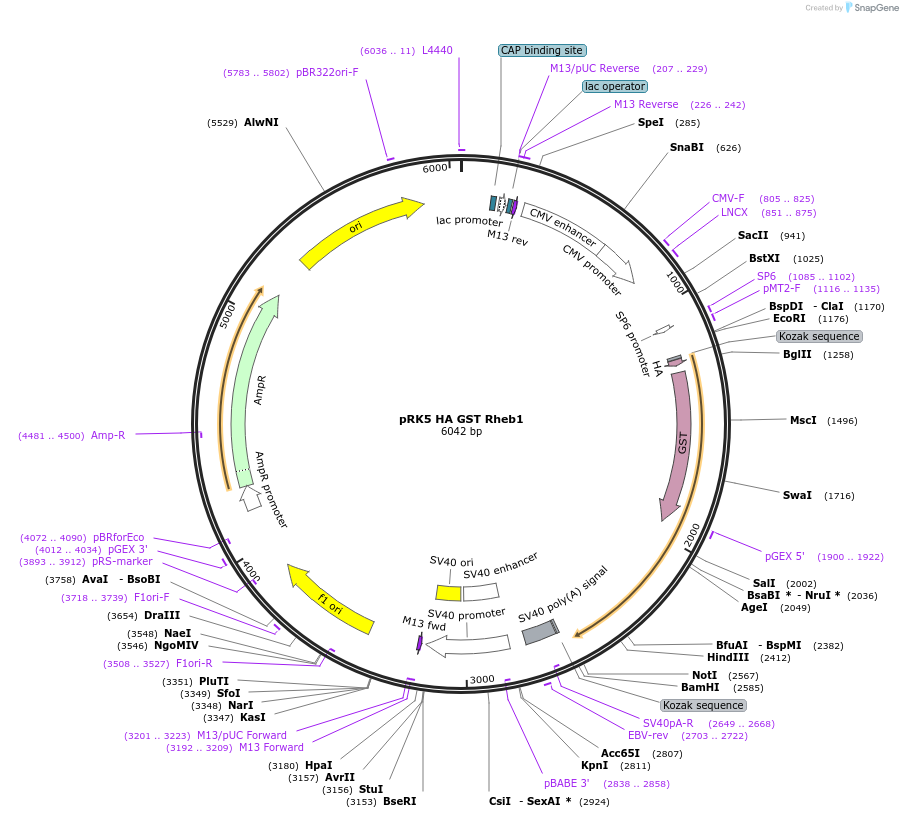 14951-plasmid-map-sequence-id-242547