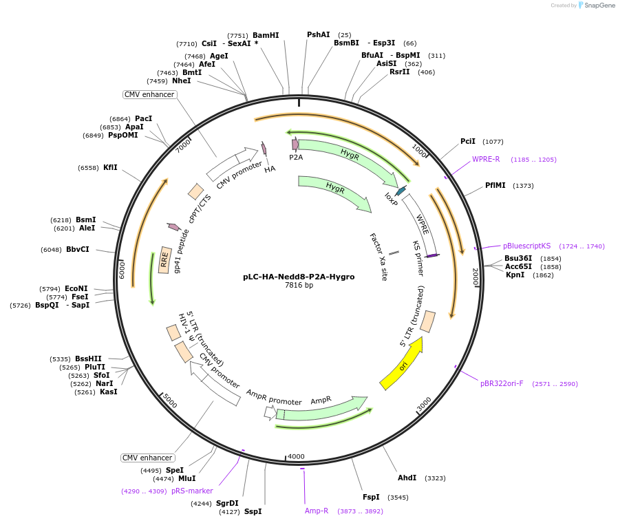124306-plasmid-map-sequence-id-242549