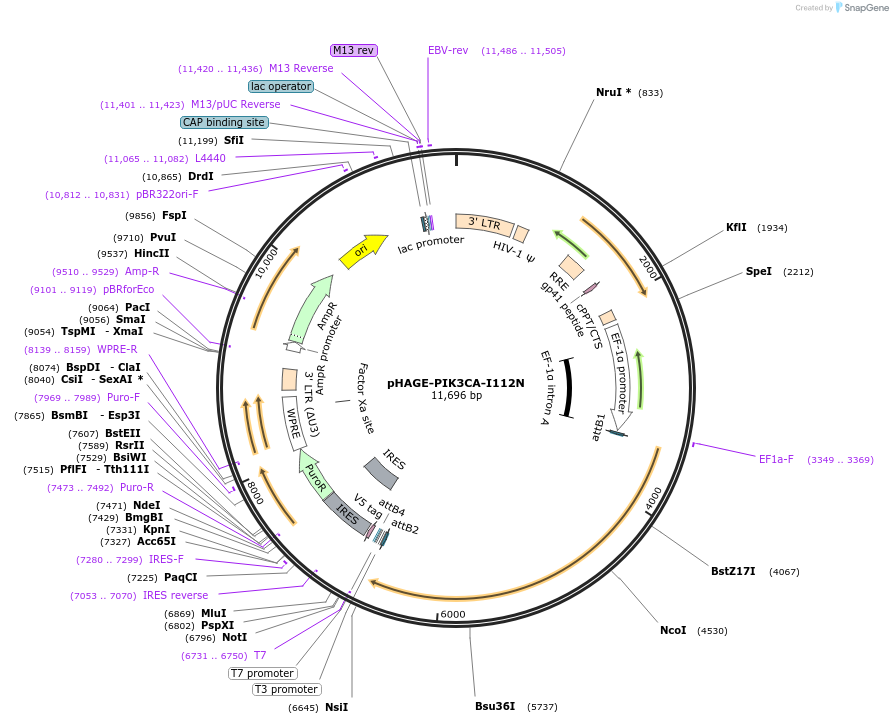 116502-plasmid-map-sequence-id-242628