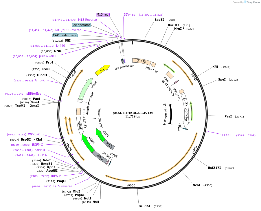 116503-plasmid-map-sequence-id-242629