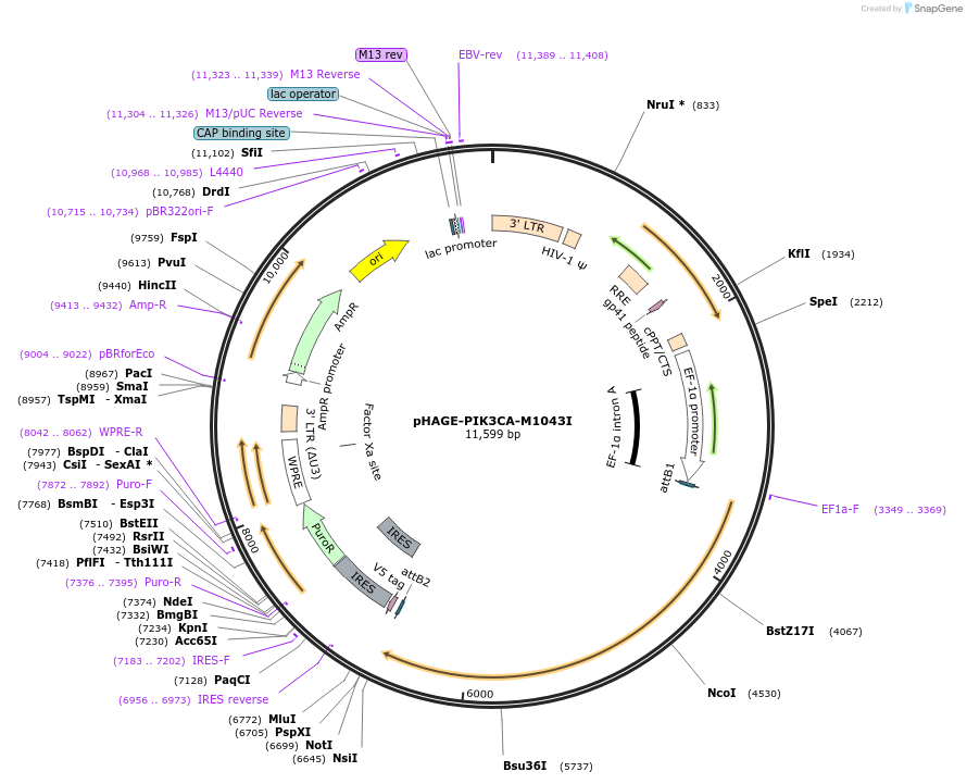 116510-plasmid-map-sequence-id-242643