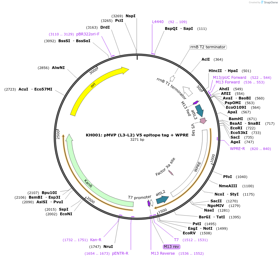 121762-plasmid-map-sequence-id-242653