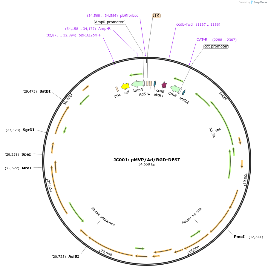 121844-plasmid-map-sequence-id-242679