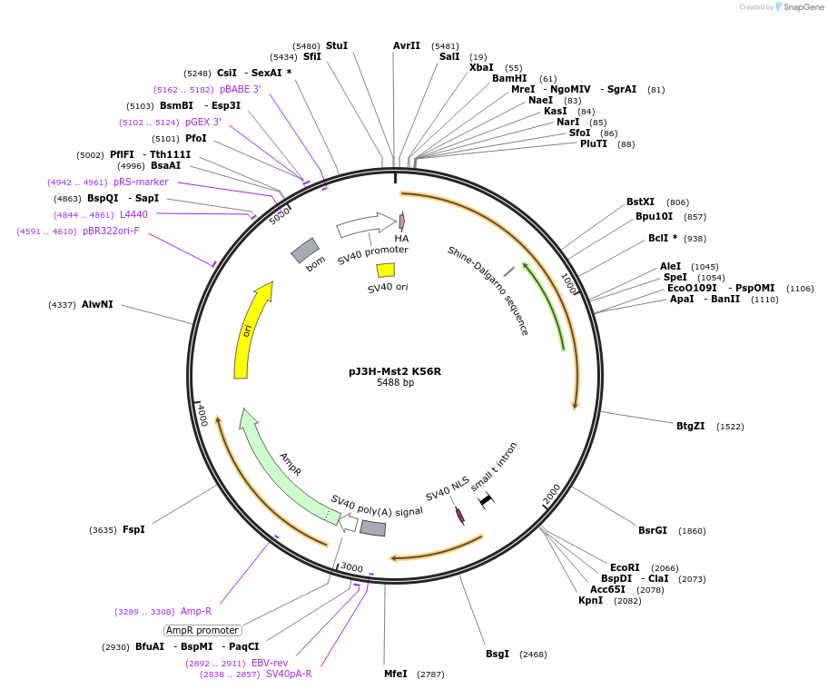12206-plasmid-map-sequence-id-242686