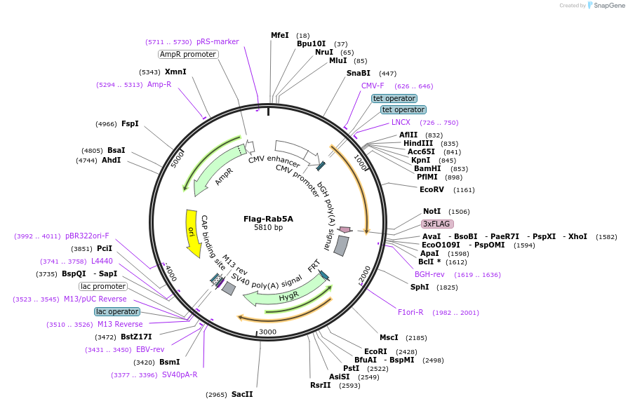 28043-plasmid-map-sequence-id-242696