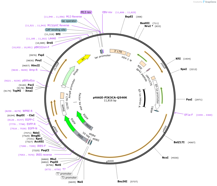 116527-plasmid-map-sequence-id-242703