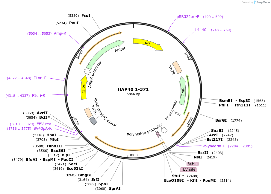 124060-plasmid-map-sequence-id-242713
