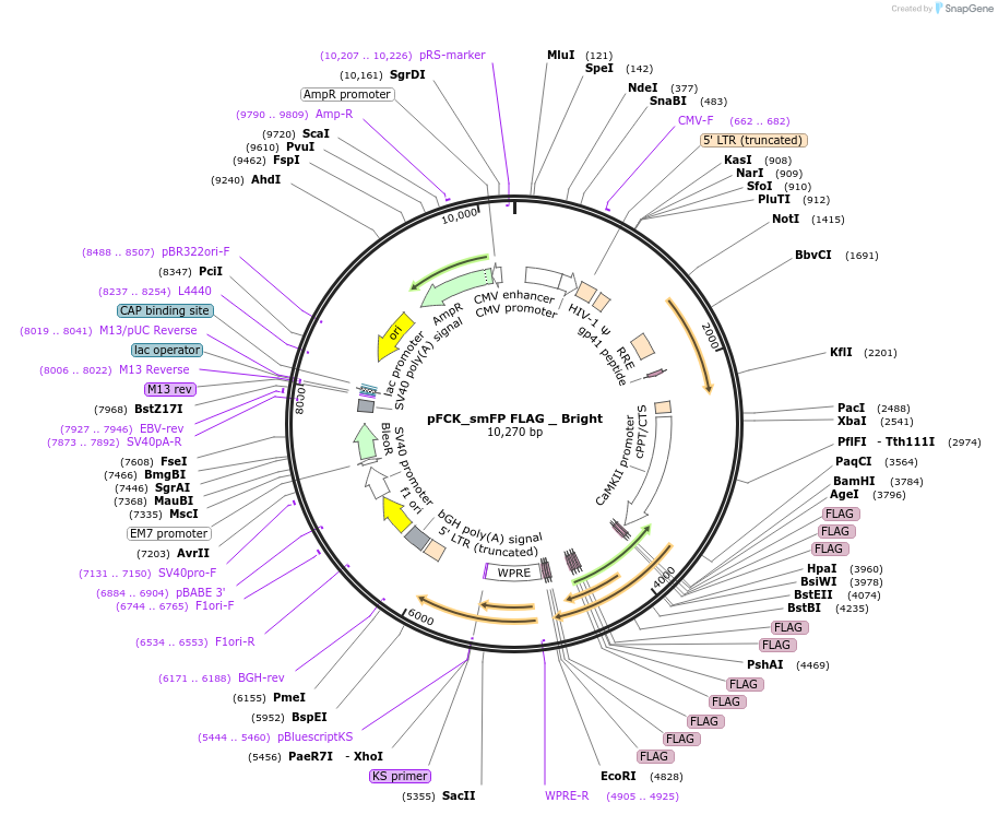 71815-plasmid-map-sequence-id-242755
