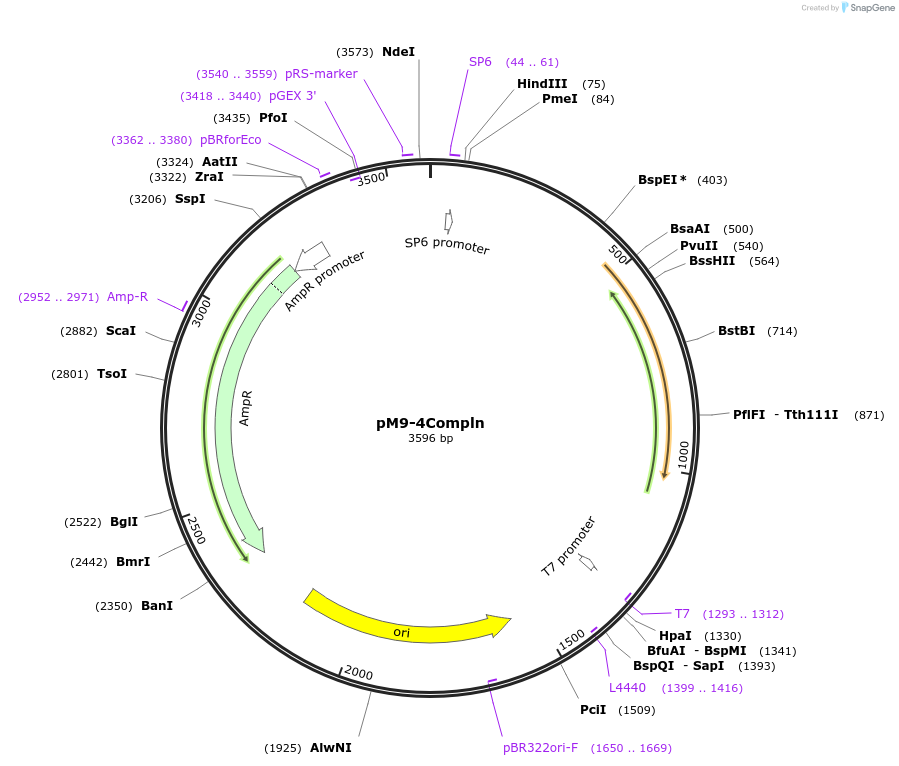 124519-plasmid-map-sequence-id-242817