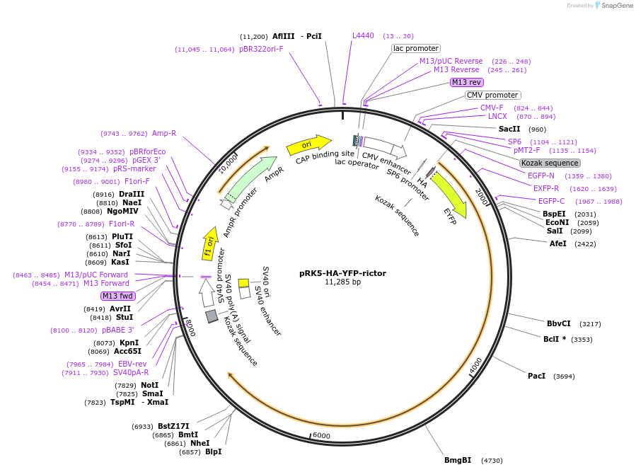 73387-plasmid-map-sequence-id-242828