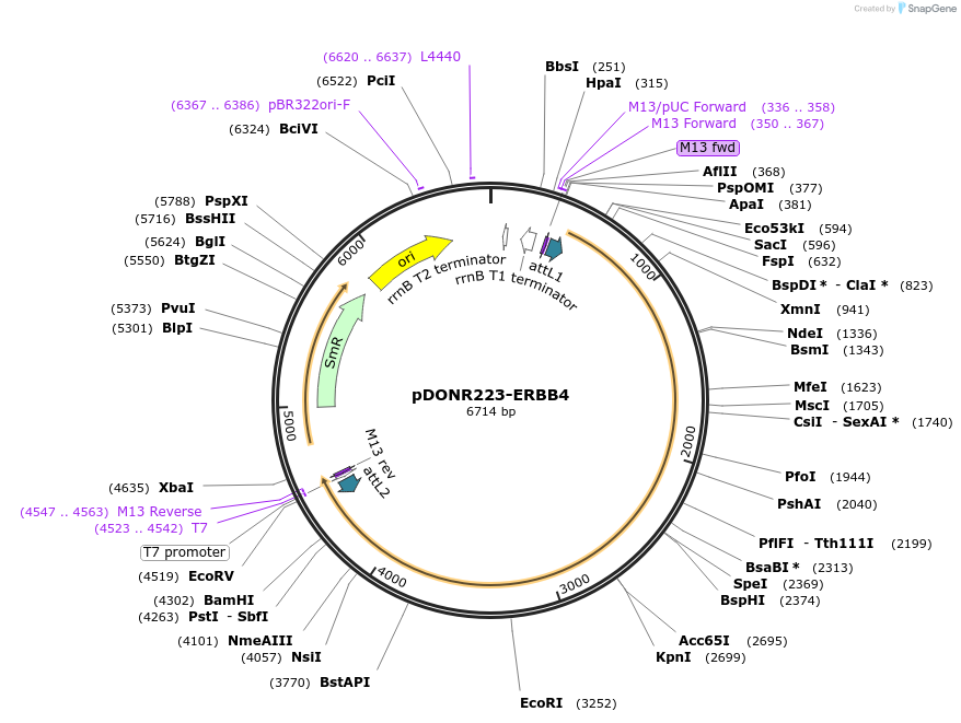 23875-plasmid-map-sequence-id-242831