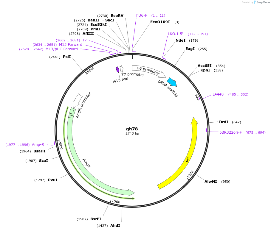 106749-plasmid-map-sequence-id-242887