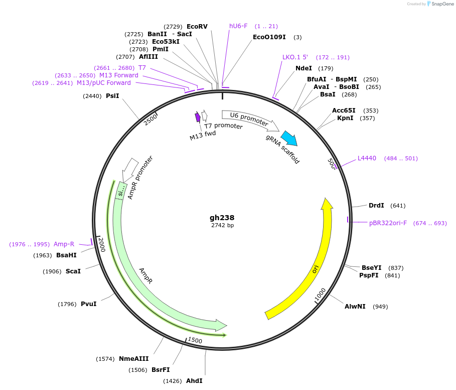 106841-plasmid-map-sequence-id-242888