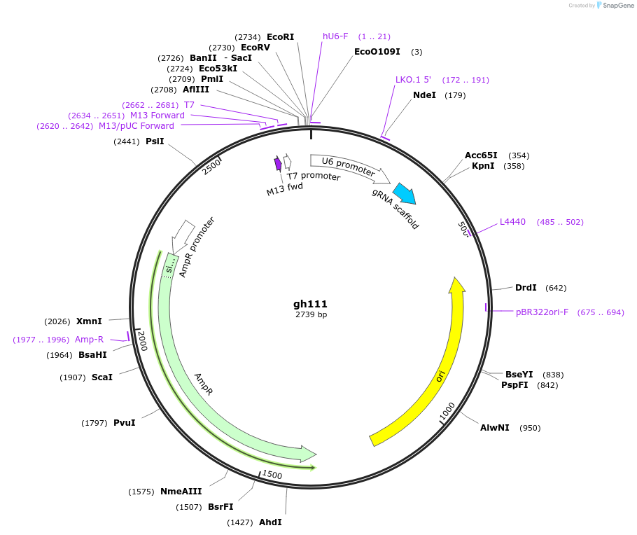 106778-plasmid-map-sequence-id-242911