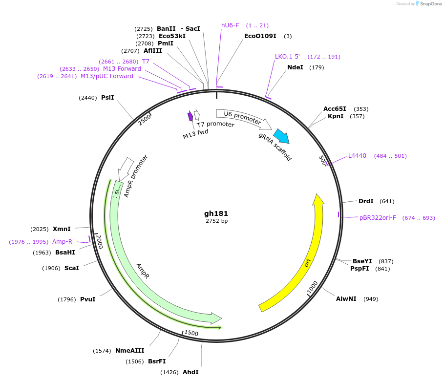 106842-plasmid-map-sequence-id-242917