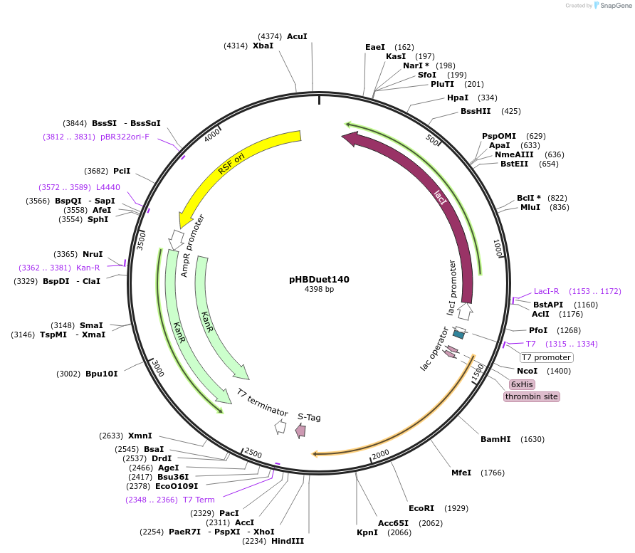 121914-plasmid-map-sequence-id-242945