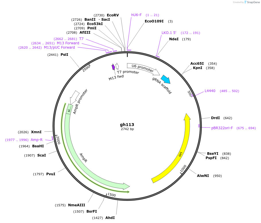 106783-plasmid-map-sequence-id-243057