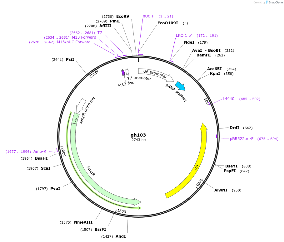 106773-plasmid-map-sequence-id-243059