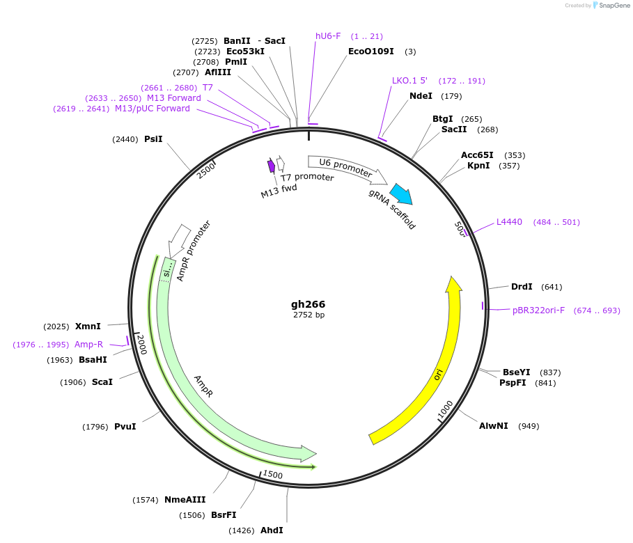 106865-plasmid-map-sequence-id-243063