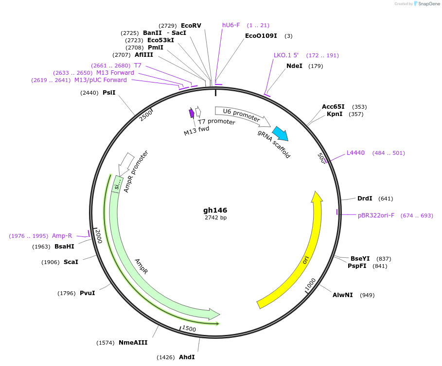 106805-plasmid-map-sequence-id-243068