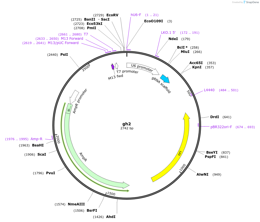 106686-plasmid-map-sequence-id-243075