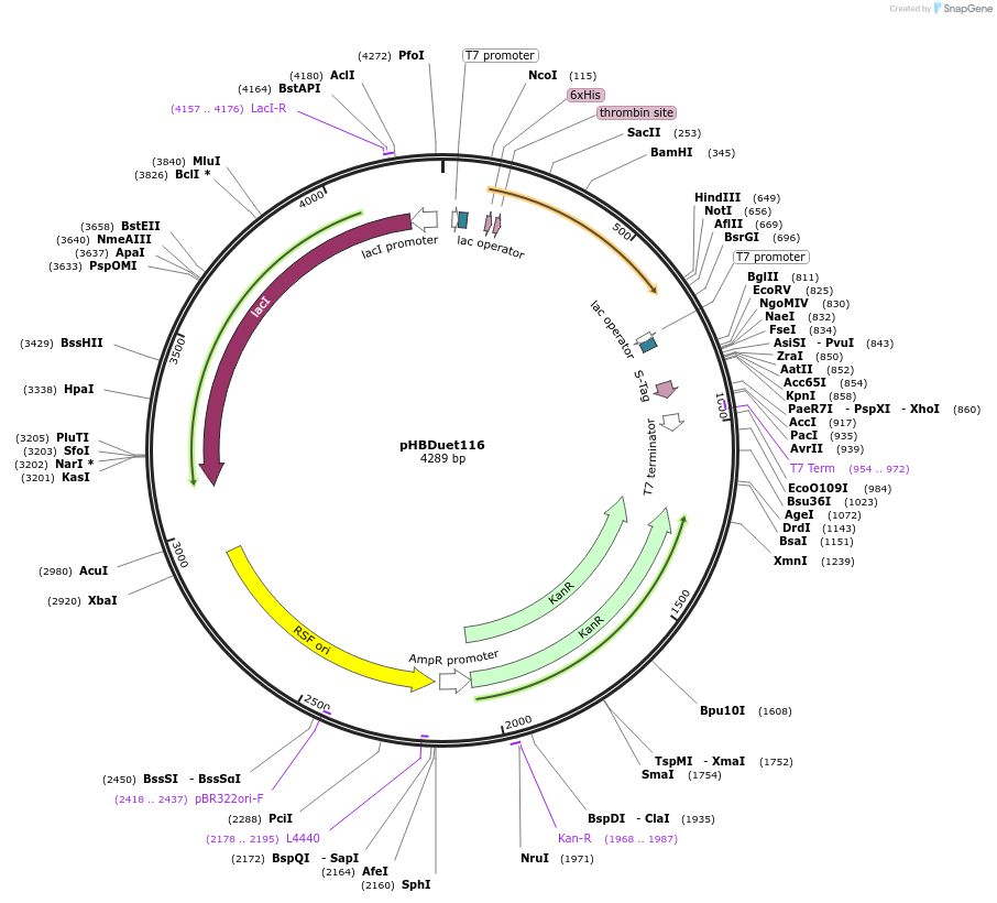 121915-plasmid-map-sequence-id-243076