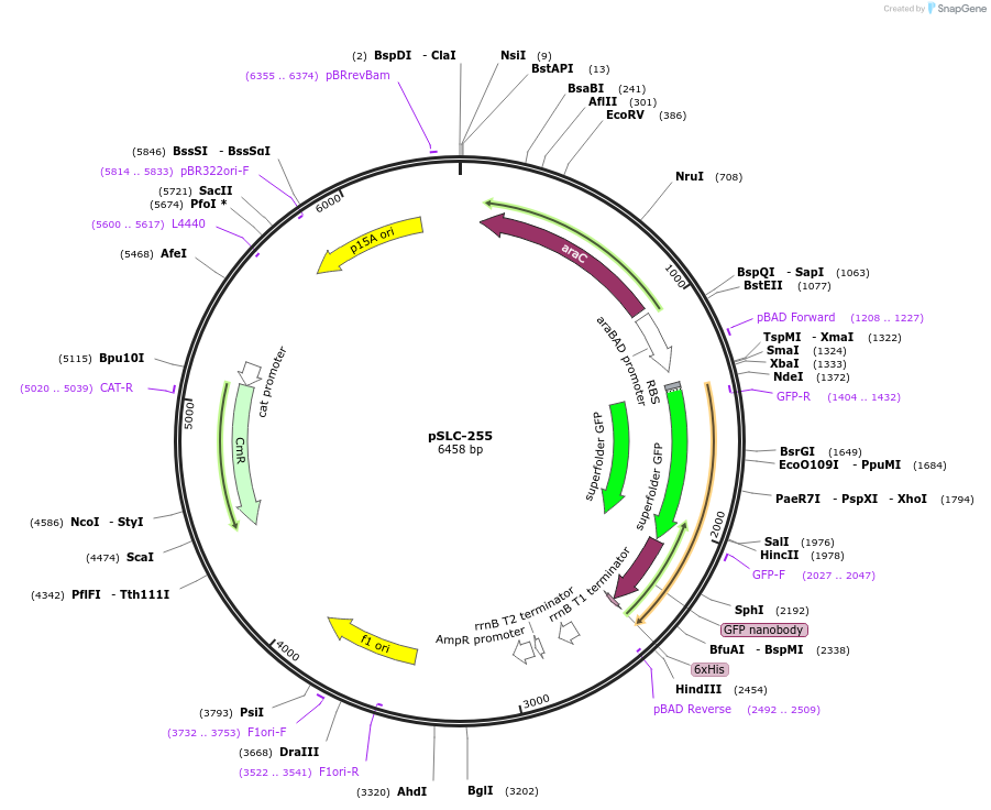 124292-plasmid-map-sequence-id-243084