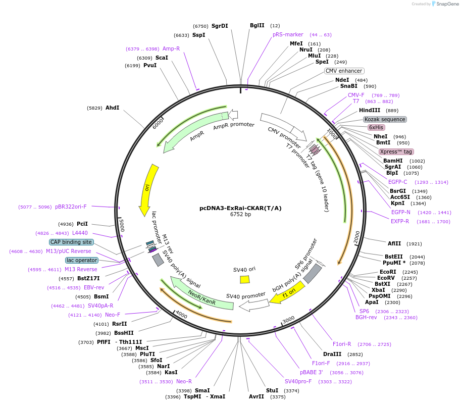 118410-plasmid-map-sequence-id-243088