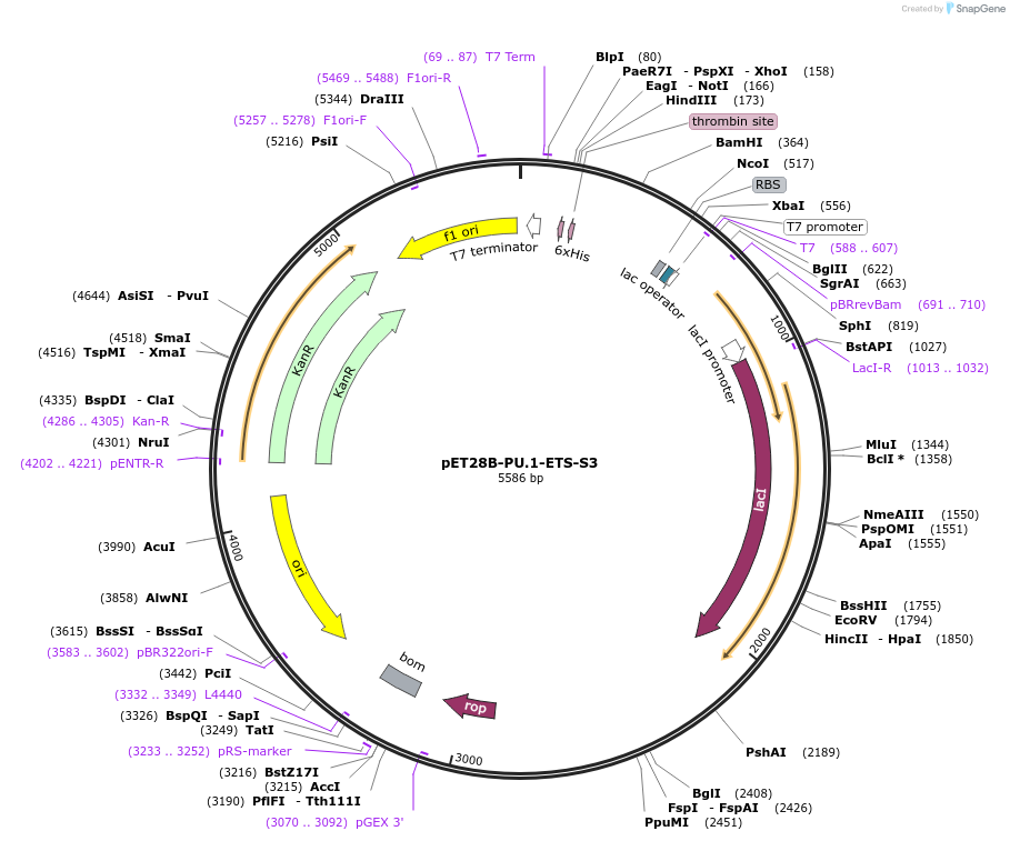 124550-plasmid-map-sequence-id-243103