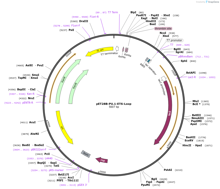 124551-plasmid-map-sequence-id-243104