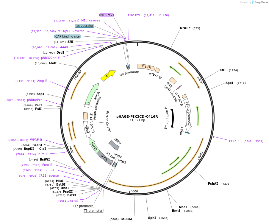 116564-plasmid-map-sequence-id-243120