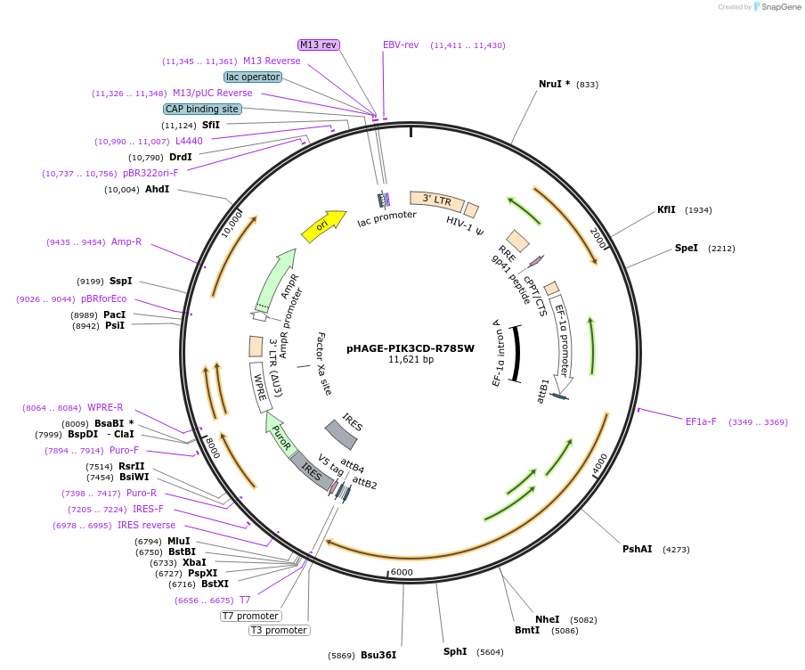 116573-plasmid-map-sequence-id-243130