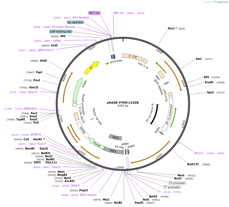 116626-plasmid-map-sequence-id-243209