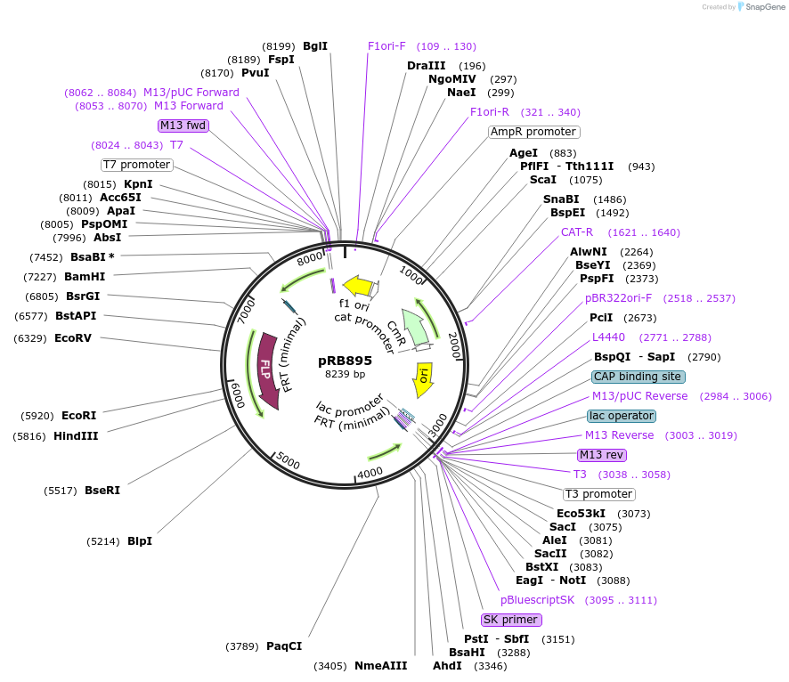 124586-plasmid-map-sequence-id-243299
